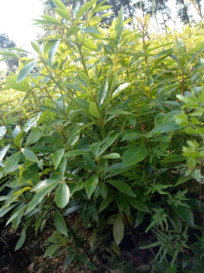 金丝楠木苗大量上市