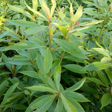 金丝楠木苗大量上市