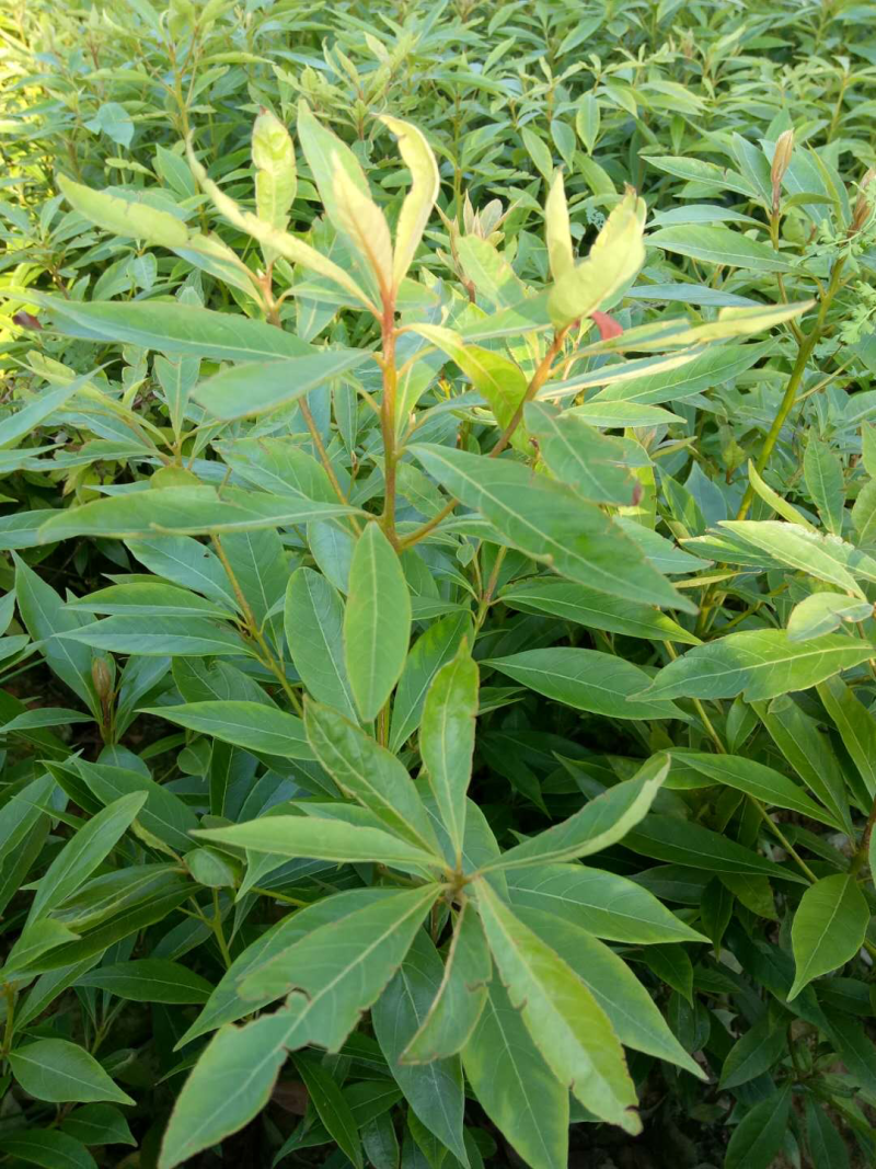 金丝楠木苗大量上市
