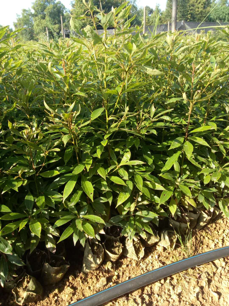 金丝楠木苗大量上市