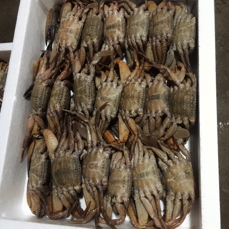 冻黑蟹肉质饱满源自深海，产地发货，质量保证欢迎联系