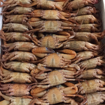 冻黑蟹肉质饱满源自深海，产地发货，质量保证欢迎联系