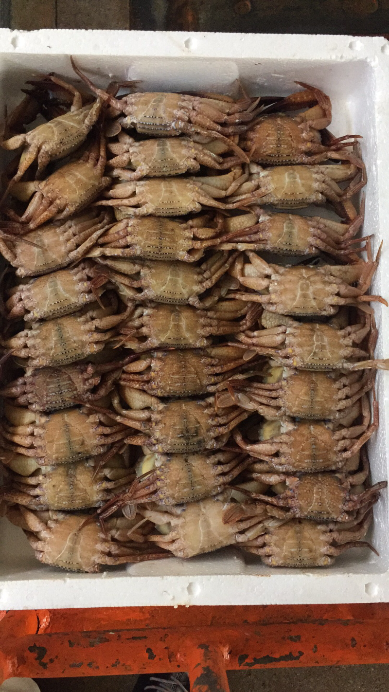 冻黑蟹肉质饱满源自深海，产地发货，质量保证欢迎联系