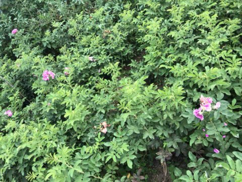 出售紫枝小叶玫瑰有需要的欢迎咨询