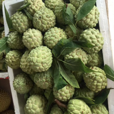 释迦摩尼果