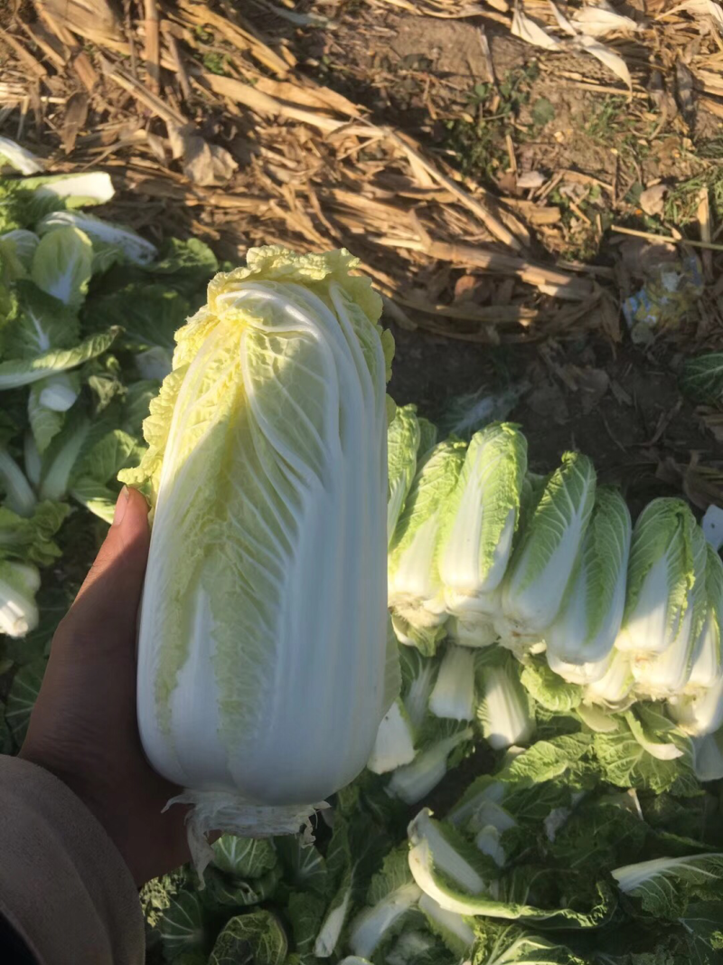 精品娃娃菜D基地、价格不高