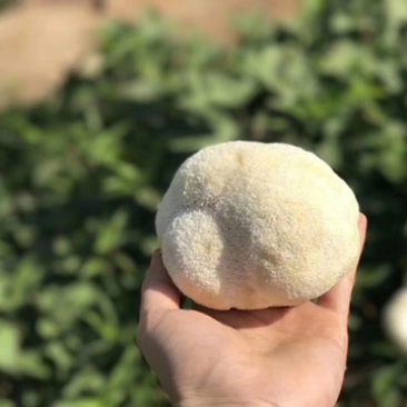 【顺丰包邮‼️支持一件代发】新鲜猴头菇2斤装包邮