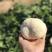 【顺丰包邮‼️支持一件代发】新鲜猴头菇2斤装包邮