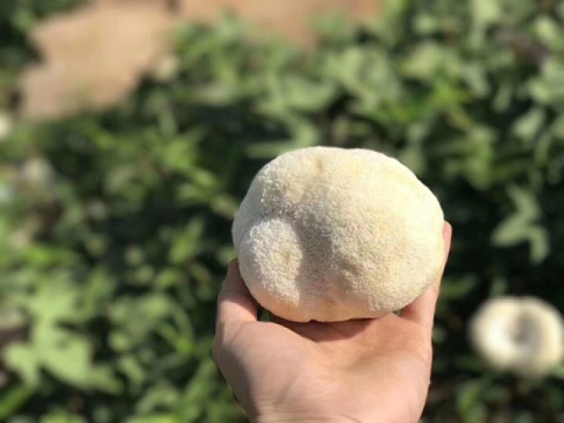 【顺丰包邮‼️支持一件代发】新鲜猴头菇2斤装包邮