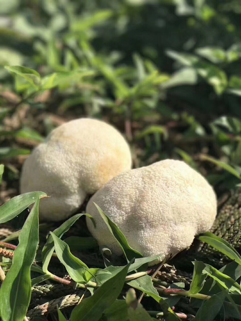 【顺丰包邮‼️支持一件代发】新鲜猴头菇2斤装包邮