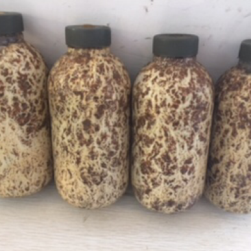 蜜环菌栽培种固体、枝条种大量供应