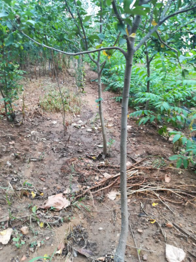烟富8号苹果树