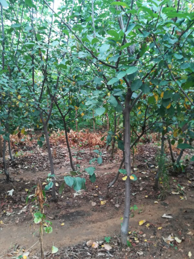 烟富8号苹果树