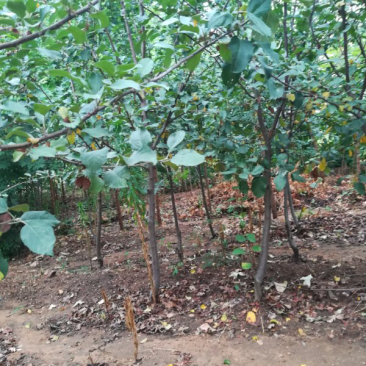 烟富8号苹果树