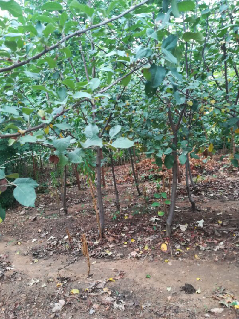 烟富8号苹果树