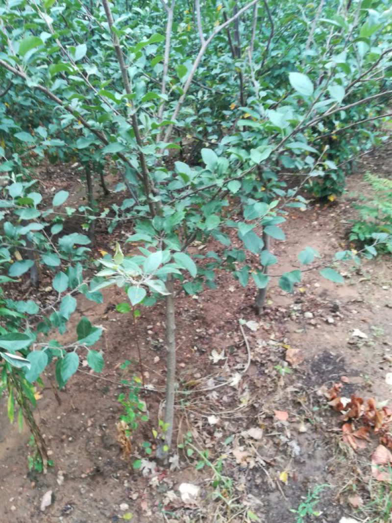 烟富8号苹果树