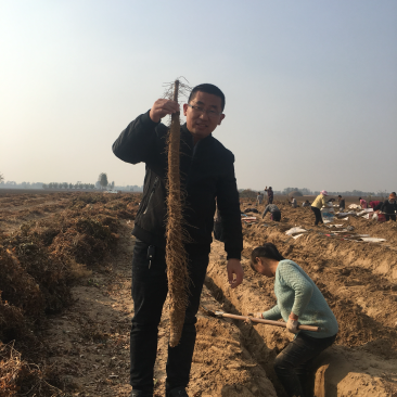 内黄麻山药，刚好纯沙地园滚直流白