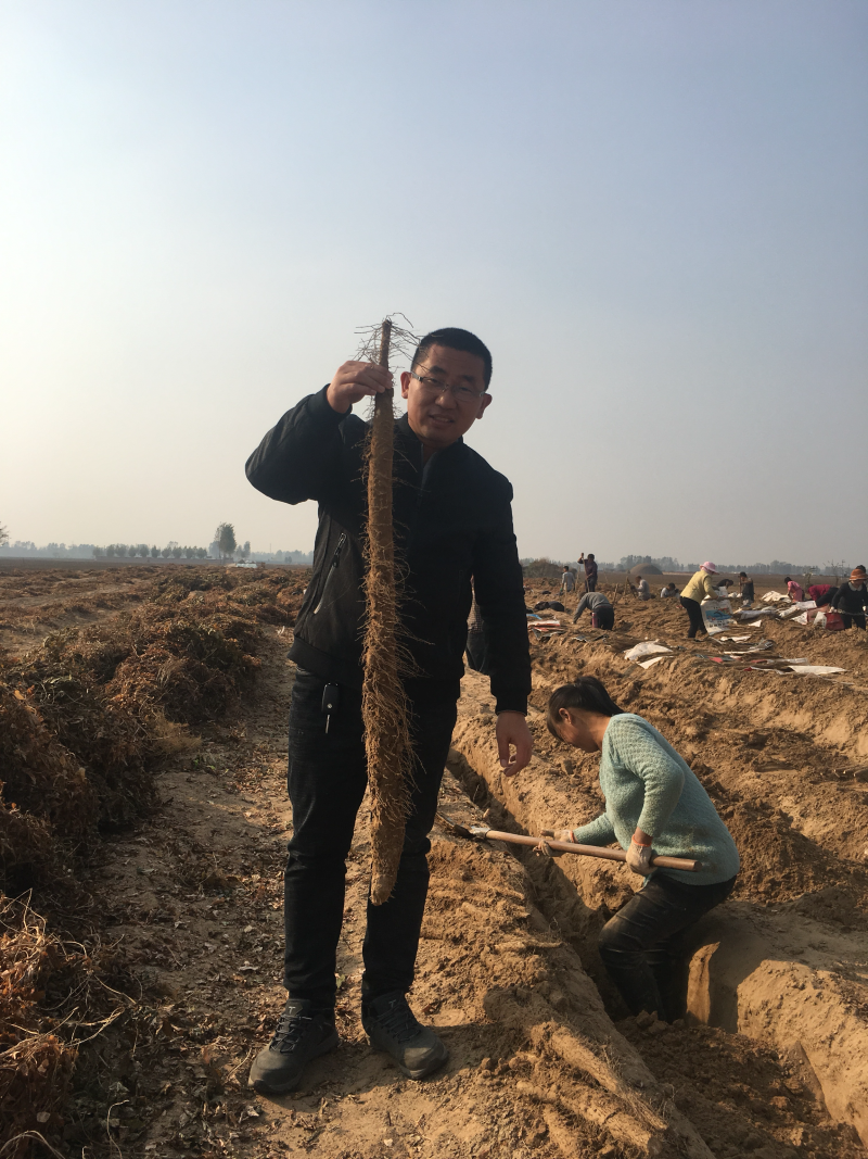 内黄麻山药，刚好纯沙地园滚直流白