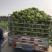 儿菜3斤