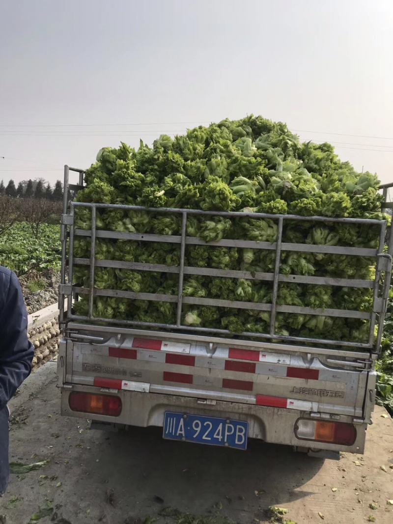 大量现货供应儿菜