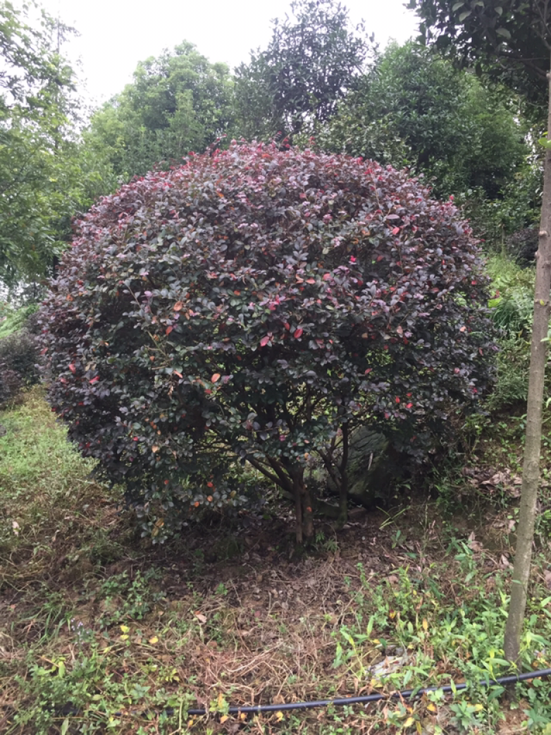 红花继木球（球形80cm至150cm、小苗均有货）