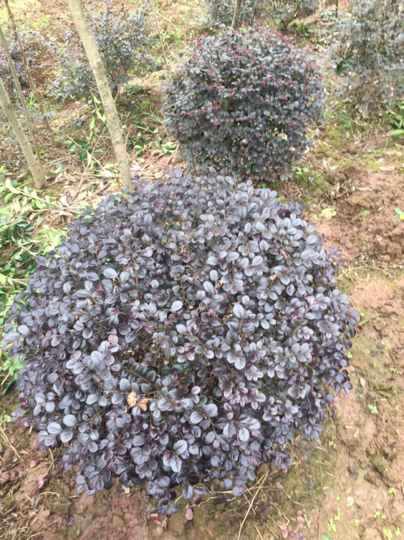红花继木球（球形80cm至150cm、小苗均有货）