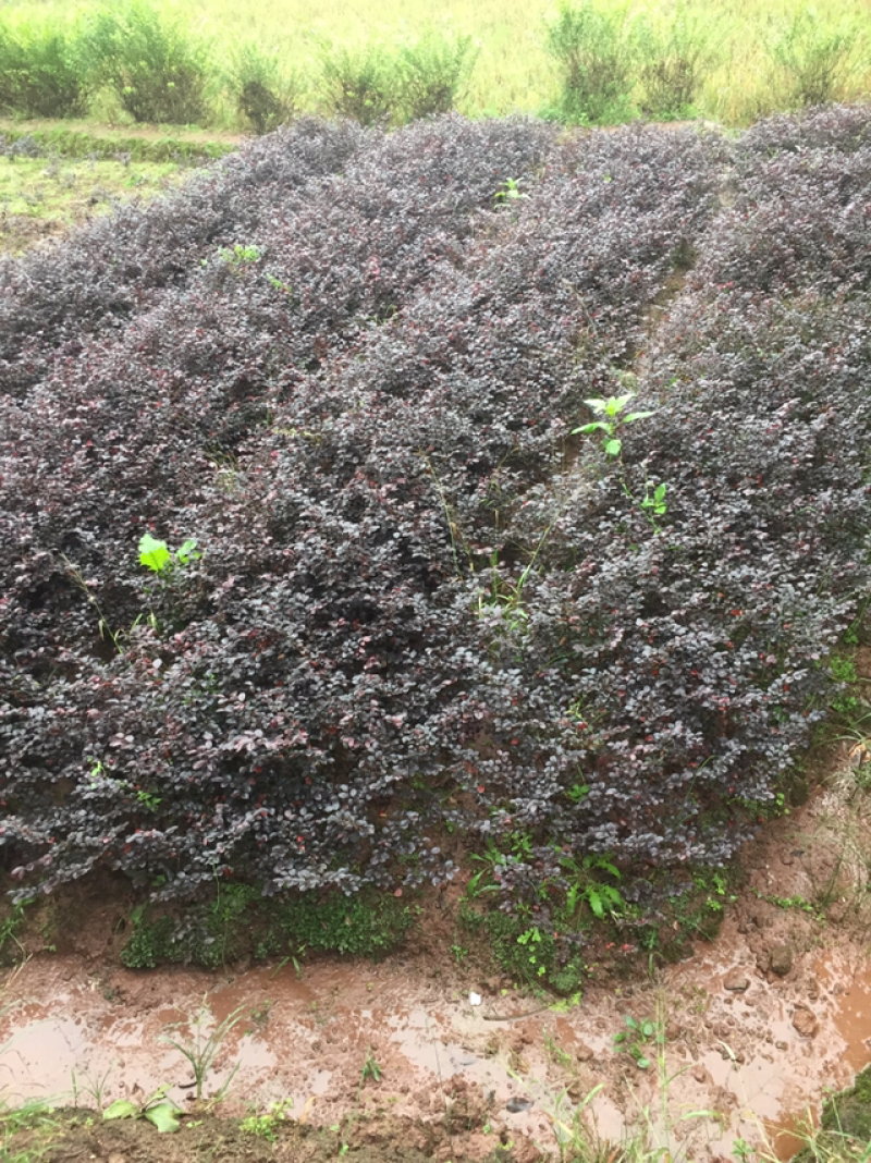 红花继木球（球形80cm至150cm、小苗均有货）