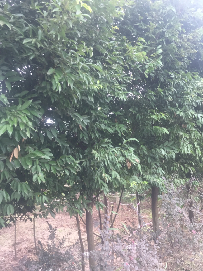 天竺桂5至15大量有货