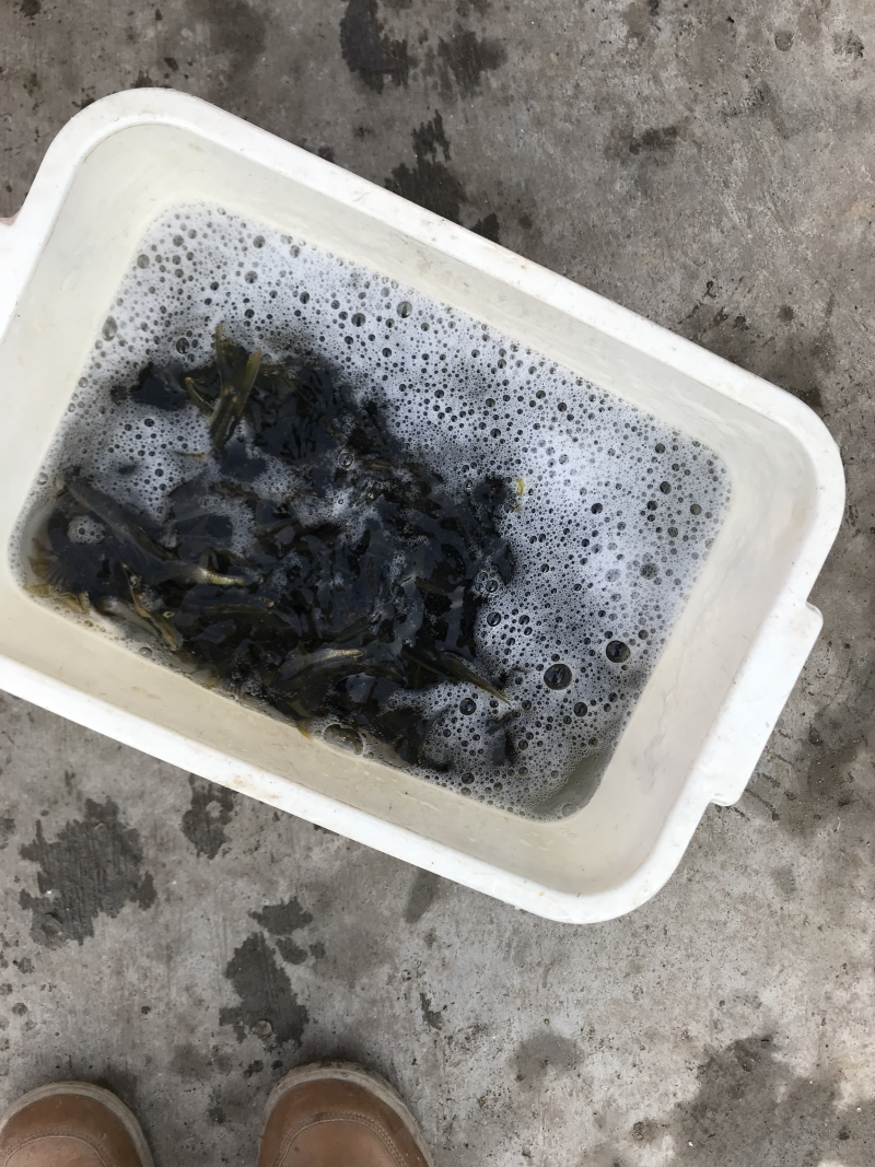 淡水石活鱼