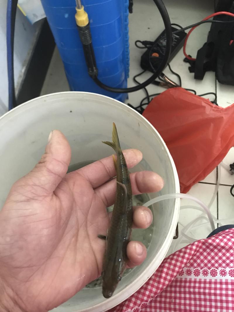 淡水石活鱼