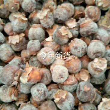 老树白毛柿饼，一级货