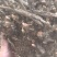 白芍种苗