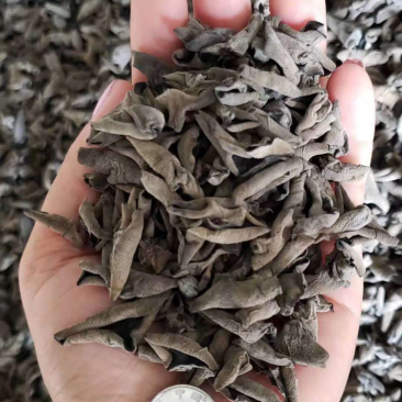 秋木耳，碗耳肉厚。