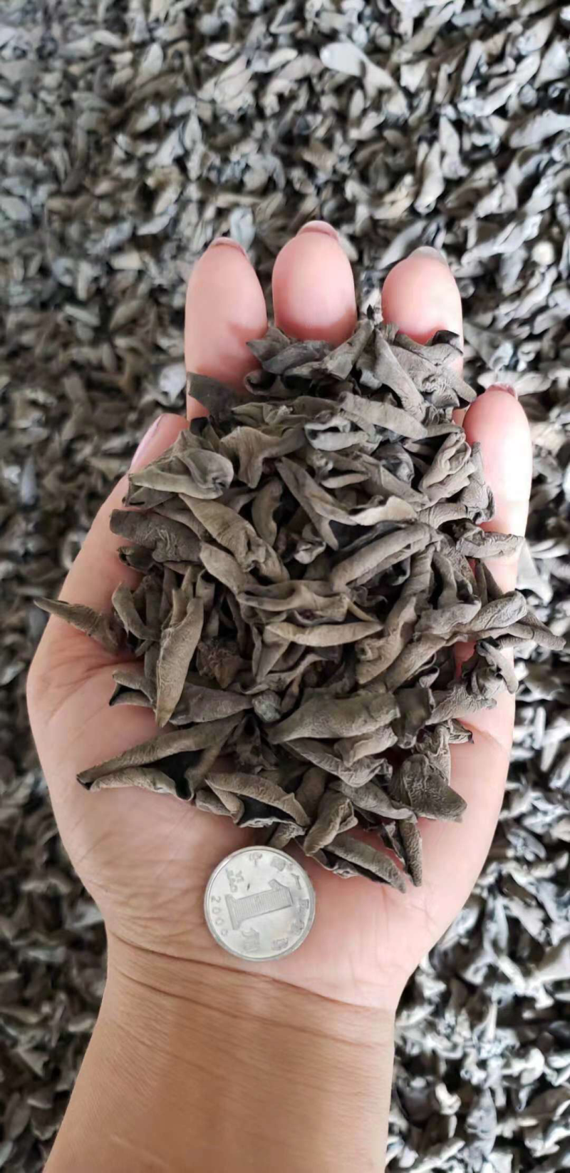 秋木耳，碗耳肉厚。