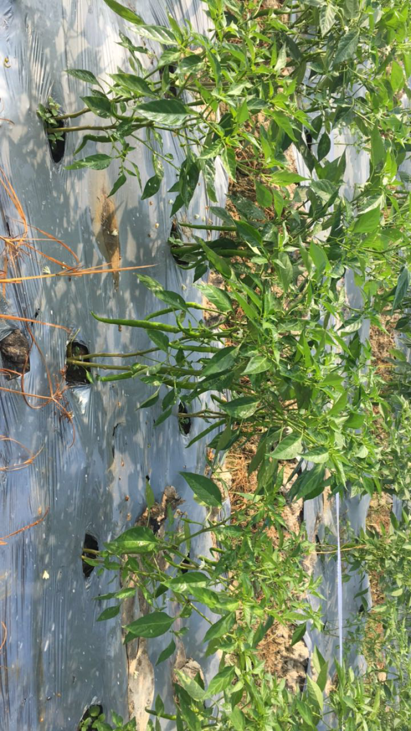 新苗线椒3号，8号，螺丝