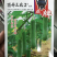 鼎牌丝瓜