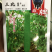 鼎牌丝瓜