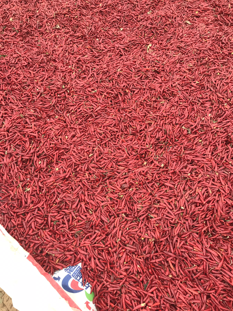 红太阳朝天椒大量上市，无把，质量好，干度好