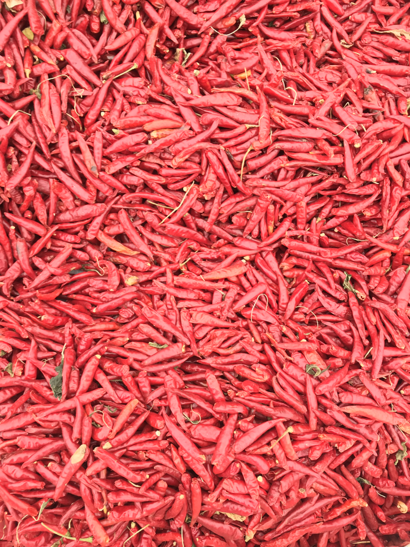 干辣椒，红太阳！传奇！凌海辣椒！发往全国