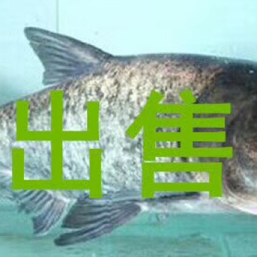 花莲