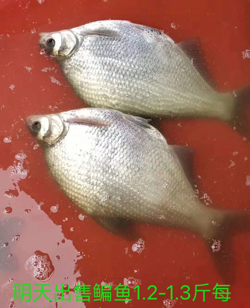 扁鱼