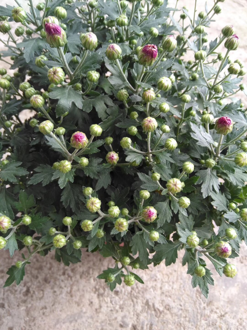 小盆栽150球菊