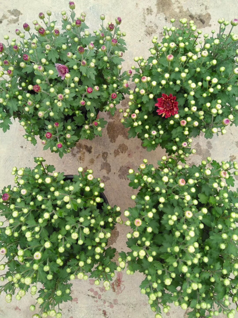 小盆栽150球菊