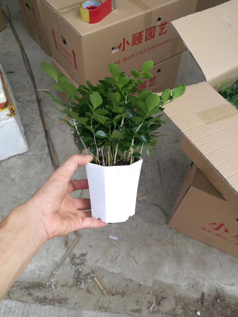 小盆栽八角盆九里香