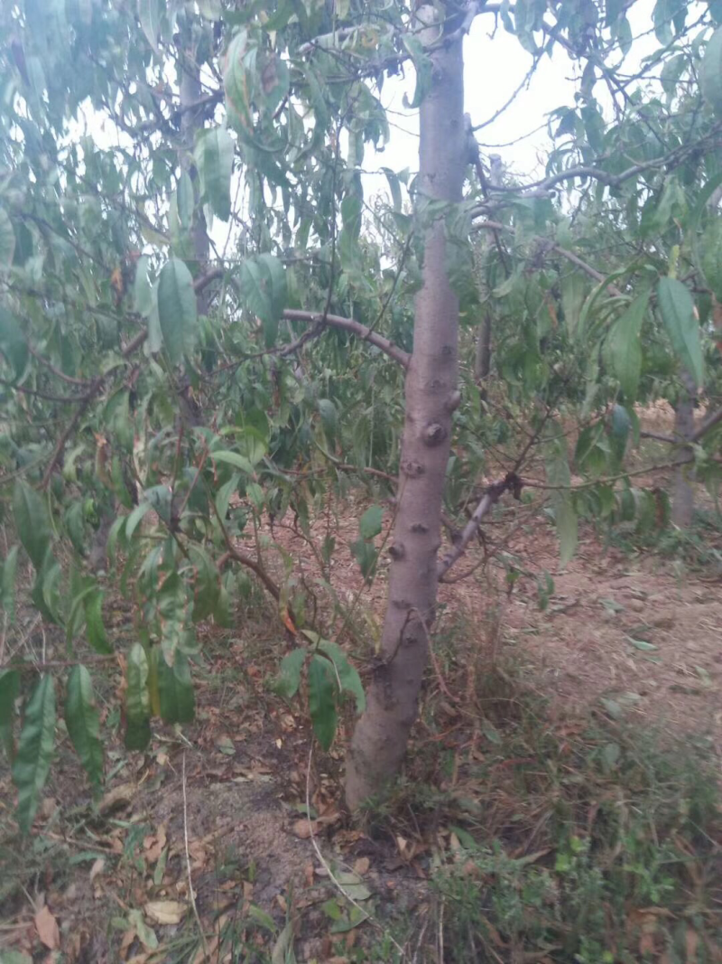 山西桃树，嫁接红梅的桃树，占地桃树量大