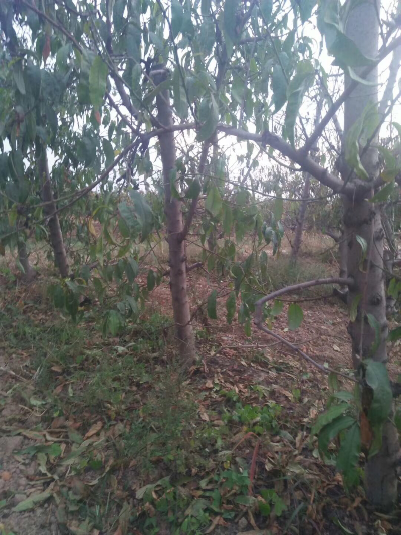 山西桃树，嫁接红梅的桃树，占地桃树量大