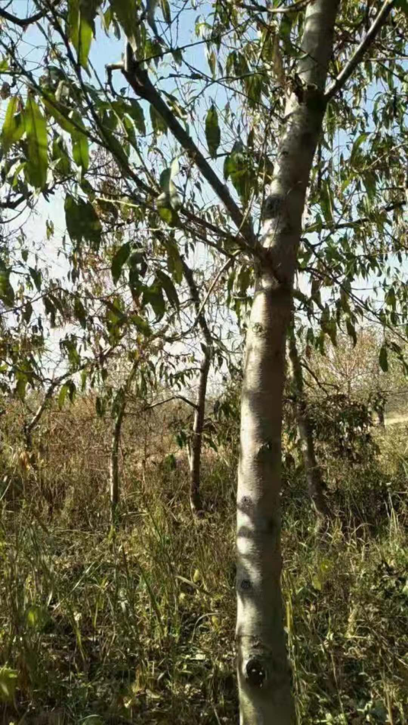 山西桃树，嫁接红梅的桃树，占地桃树量大