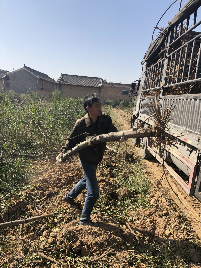 山西桃树，嫁接红梅的桃树，占地桃树量大