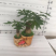 小盆栽，发财树组盆
