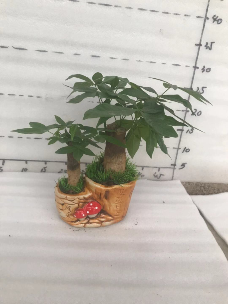 小盆栽，发财树组盆